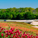 flowers along the road
